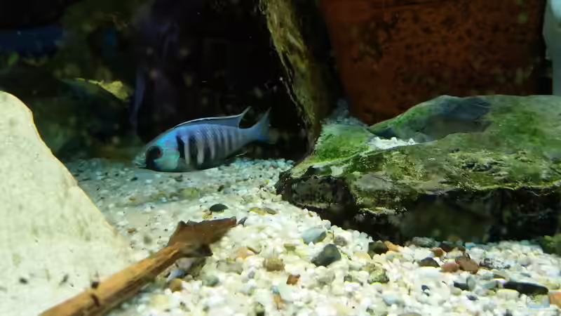 Placidochromis - Infos zur Gattung (Einrichtungsbeispiele für Placidochromis-Arten)