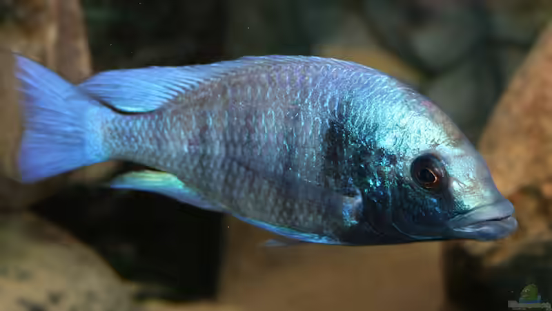 Placidochromis Gisseli von Malte (8)