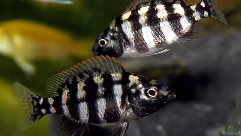 Einrichtungsbeispiele für Placidochromis johnstoni solo