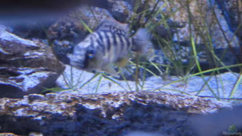 Placidochromis johnstoni von Strücher Jung (24)