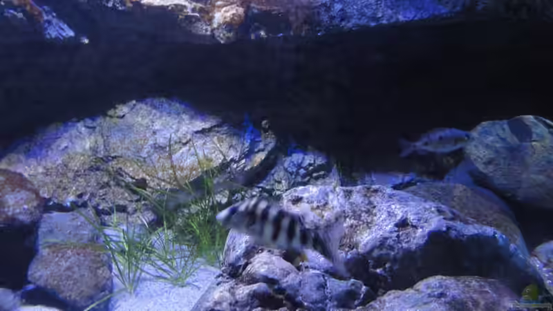 Placidochromis johnstoni von Strücher Jung (25)