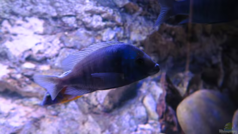 Placidochromis M2 von Lynex (10)