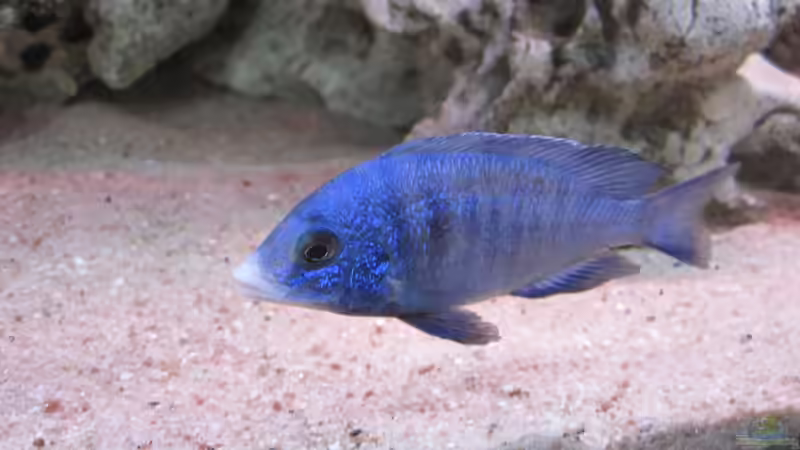 Placidochromis Mdoka von Manfred Meyer (39)