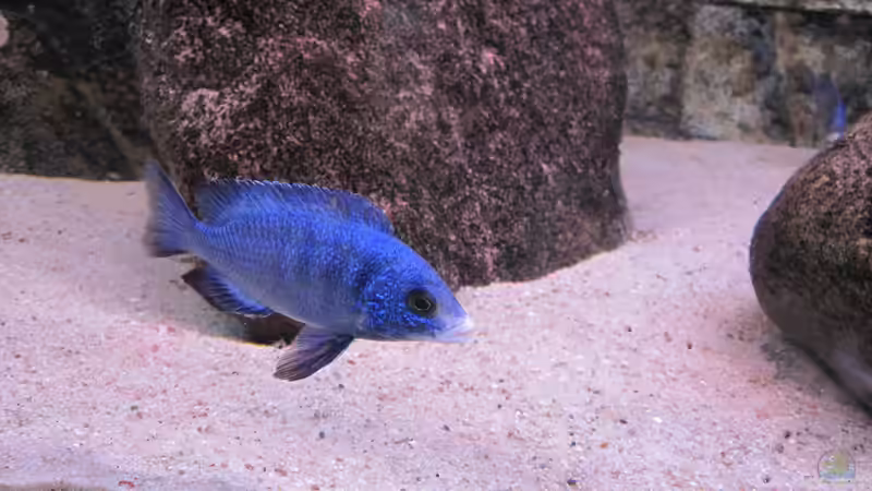 Placidochromis Mdoka von Manfred Meyer (40)