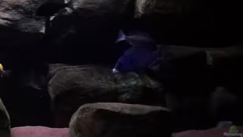 Placidochromis Mdoka white lips von TheToxicAvenger (34)