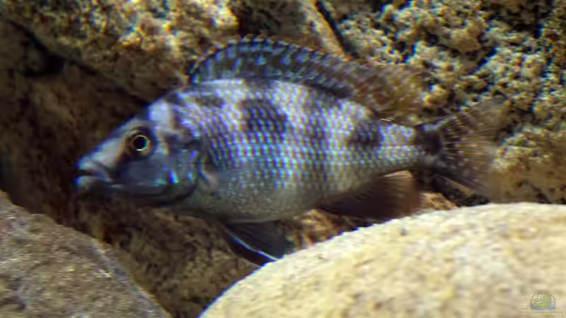 Placidochromis milomo im Aquarium (Einrichtungsbeispiele für Milomo-Buntbarsch)