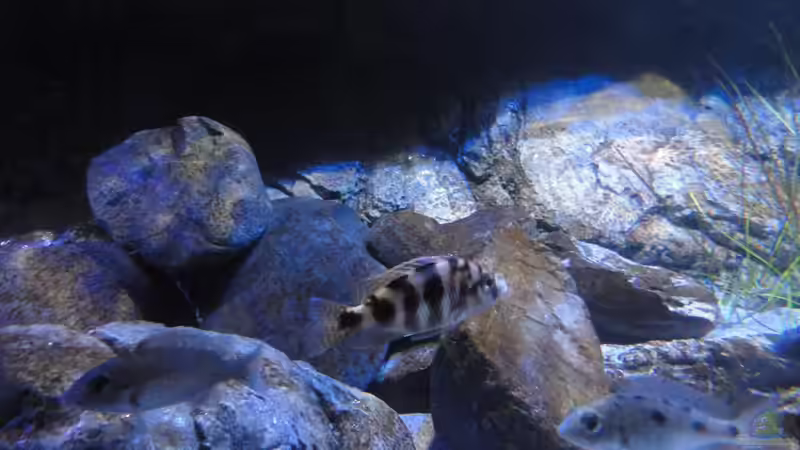 Placidochromis milomo mbenji W von Strücher Jung (20)