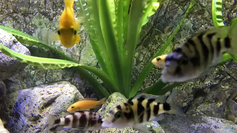 Placidochromis milomo im Aquarium (Einrichtungsbeispiele für Milomo-Buntbarsch)