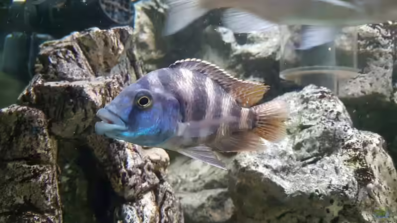 Placidochromis Milomo red männchen von Thomas u. Gabriele P. (51)