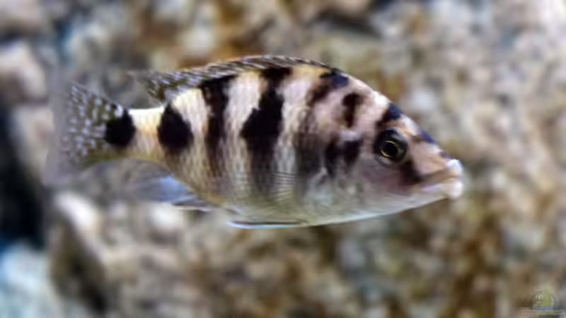 Placidochromis milomo von freezer2510 (36)