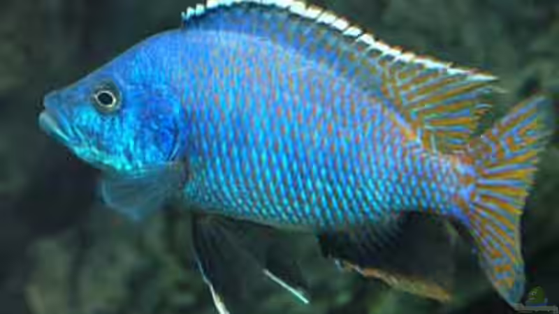 Placidochromis milomo von Heiko Gröschel (8)