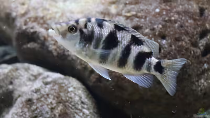 Placidochromis milomo von Tom (42)