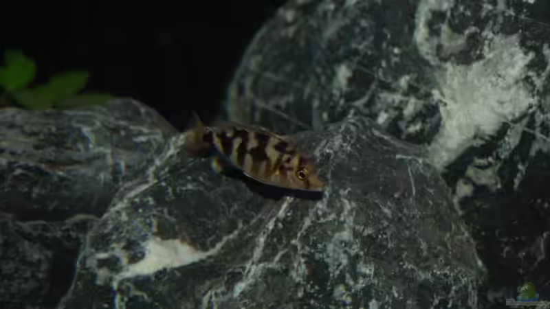 Placidochromis milomo im Aquarium (Einrichtungsbeispiele für Milomo-Buntbarsch)