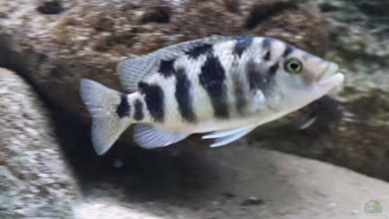 Placidochromis milomo im Aquarium (Einrichtungsbeispiele für Milomo-Buntbarsch)