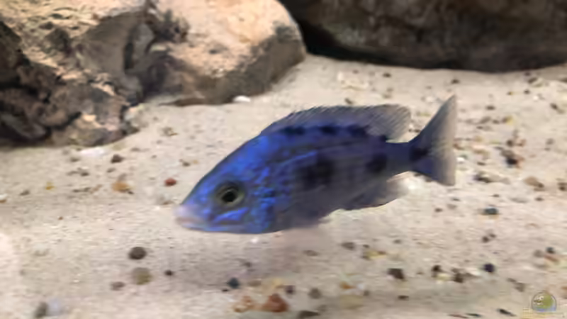 Placidochromis penochilus 2 von Charmin (24)