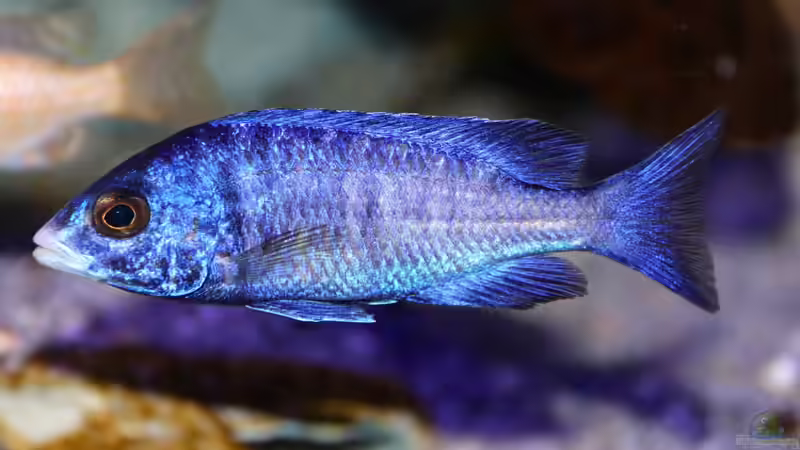 Placidochromis Phenochilis Mdoka / Weib von Cruiser Bruno (92)
