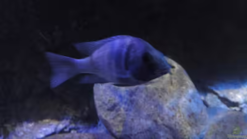 Placidochromis phenochillus tanzania M im Jugendkleid von Strücher Jung (16)