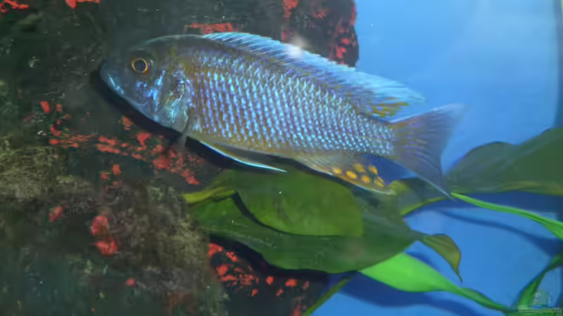 Placidochromis phenochilus giselli ; unbenutztes Weib von Couro (54)