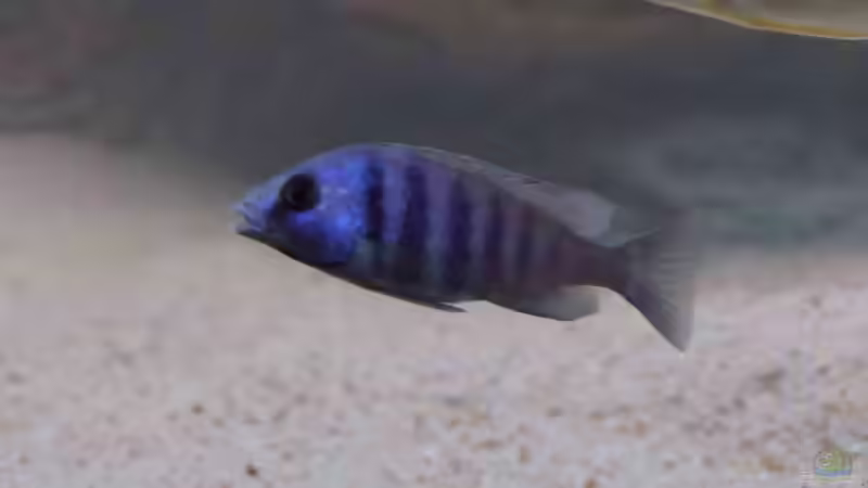 Placidochromis phenochilus Lupingu halbwüchsiges Männchen von Tom (22)