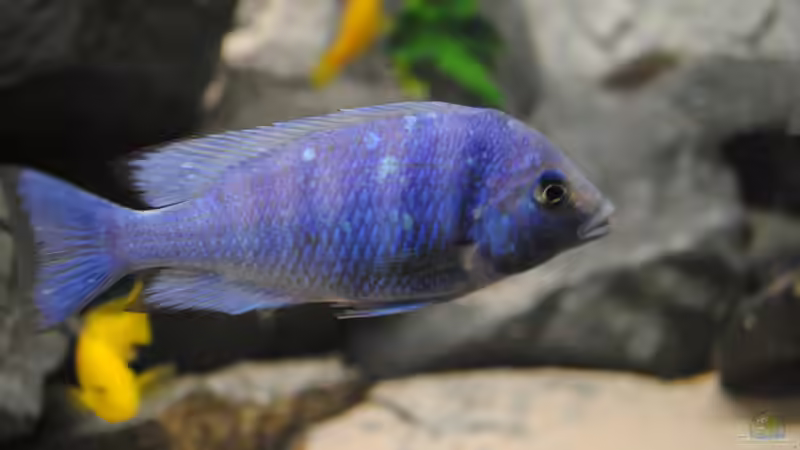 Placidochromis phenochilus Lupingu von rOCkStaR (13)