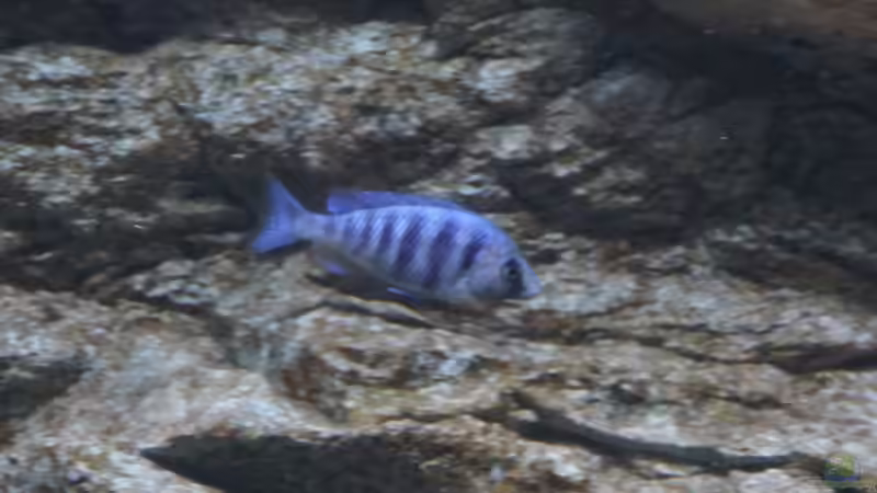 Placidochromis phenochilus Lupingu von Tom (24)