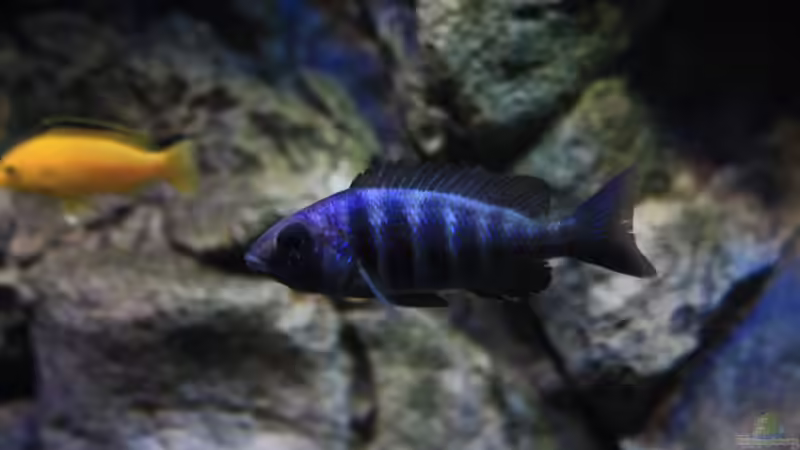 Placidochromis phenochilus Lupingu Weibchen eines von 2 von Florian Bandhauer (86)