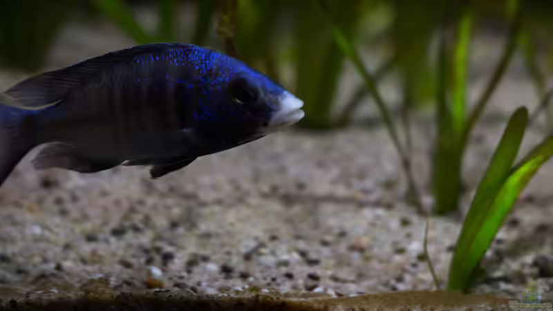 Placidochromis phenochilus ´Mdoka´ .. tolle Tiere die wir groß gezogen haben ...  von AjakAndi (81)