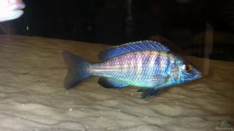 Placidochromis phenochilus Mdoka  von Lars Joergens (23)