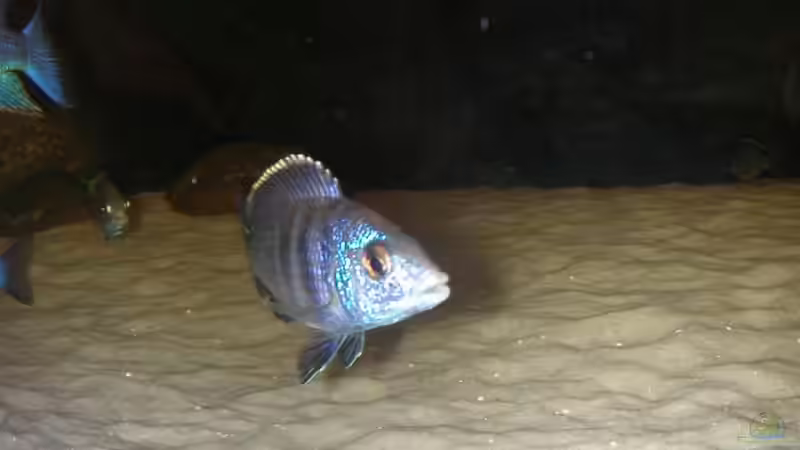 Placidochromis phenochilus Mdoka  von Lars Joergens (24)