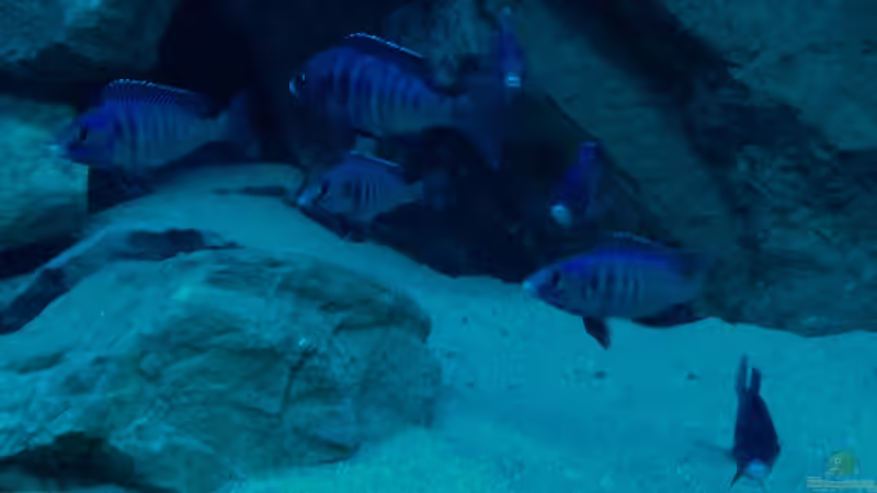 Placidochromis phenochilus mdoka (Jungtiere)  von Vidi (9)