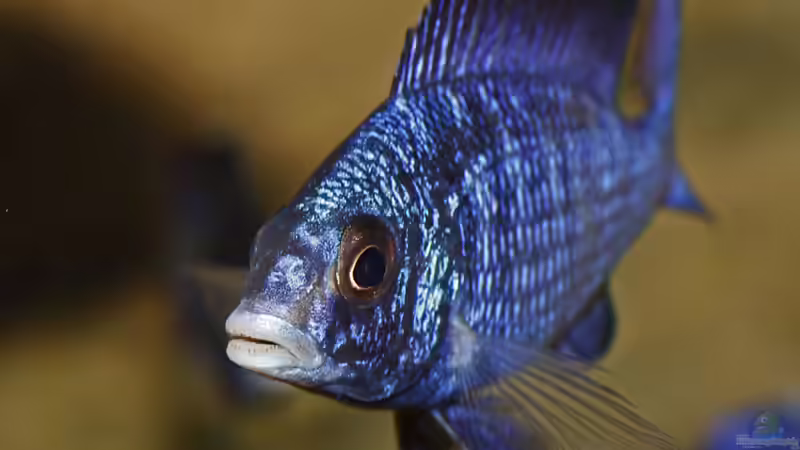 Placidochromis phenochilus Mdoka von AjakAndi (16)