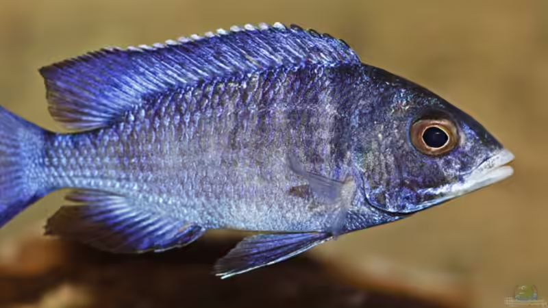 Placidochromis phenochilus Mdoka von AjakAndi (18)