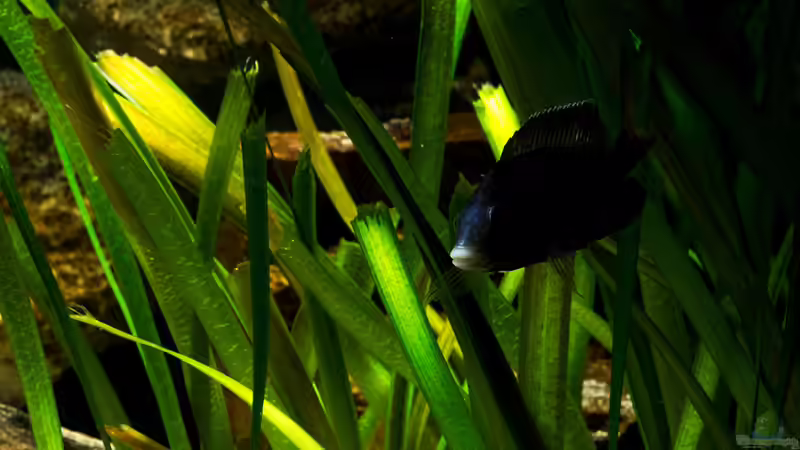 Placidochromis phenochilus Mdoka von AjakAndi (87)
