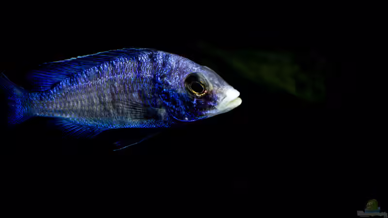 Placidochromis phenochilus Mdoka von AjakAndi (89)