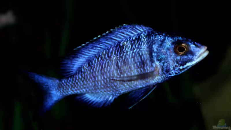 Placidochromis phenochilus ´mdoka´ von Florian Bandhauer (82)