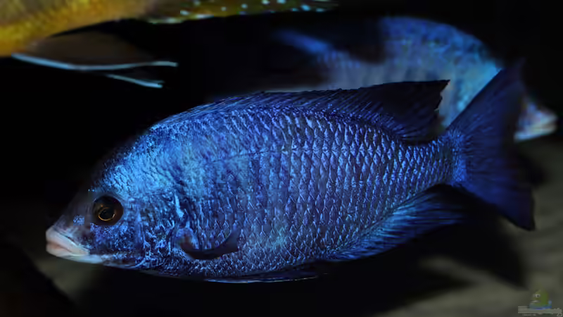 Placidochromis phenochilus Mdoka WFNZ Männchen 06.12.2013 von Klaus Lischka (60)