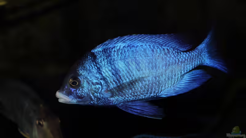 Placidochromis phenochilus Mdoka WFNZ Männchen 06.12.2013 von Klaus Lischka (61)