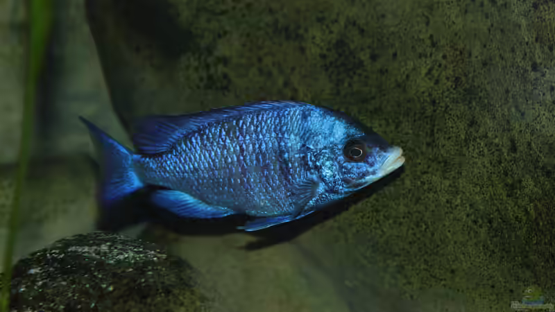 Placidochromis phenochilus Mdoka WFNZ Weibchen 06.12.2013 von Klaus Lischka (62)
