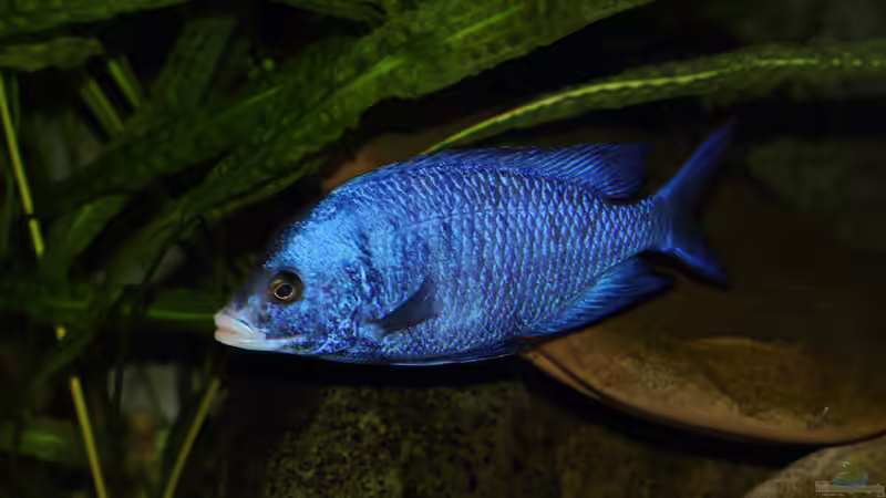 Placidochromis phenochilus Mdoka WFNZ Weibchen 06.12.2013 von Klaus Lischka (63)