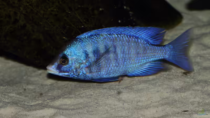 Placidochromis phenochilus Mdoka WFNZ Weibchen 06.12.2013 von Klaus Lischka (65)
