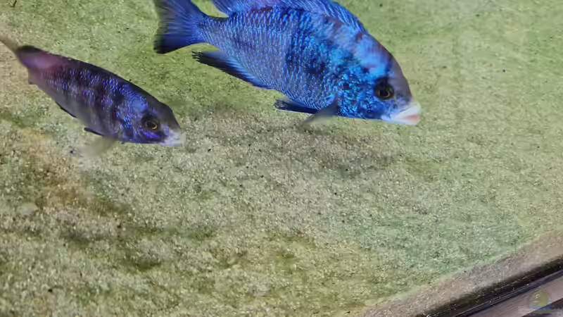 Placidochromis phenochilus mdoka white lip Männchen und Weibchen von Dennis 80 (20)