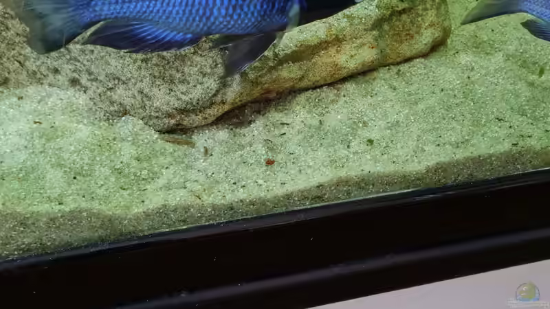 Placidochromis phenochilus mdoka white lip Männchen von Dennis 80 (11)