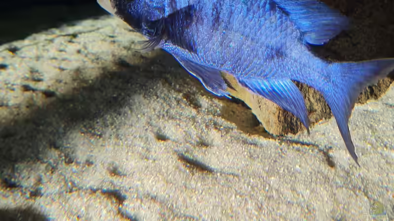 Placidochromis phenochilus mdoka white lip Männchen von Dennis 80 (16)