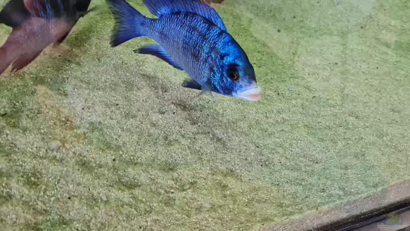 Placidochromis phenochilus mdoka white lip Männchen von Dennis 80 (25)