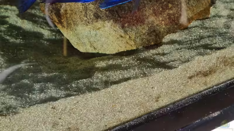 Placidochromis phenochilus mdoka white lip Weibchen Männchen von Dennis 80 (15)