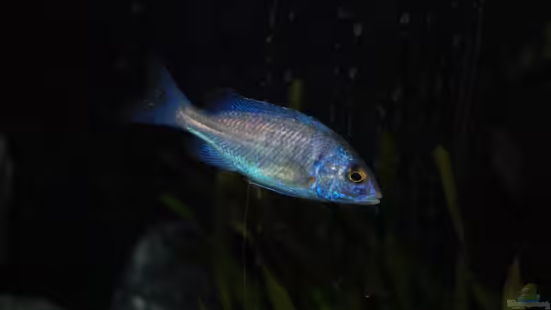 Placidochromis Phenochilus mdoka white lips von Calimero (9)