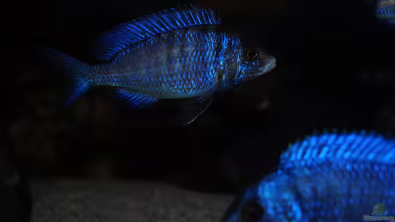 Placidochromis phenochilus mdoka ´white lips´ von Moda (26)