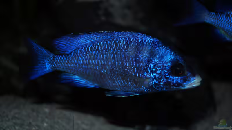 Placidochromis phenochilus mdoka ´white lips´ von Moda (27)