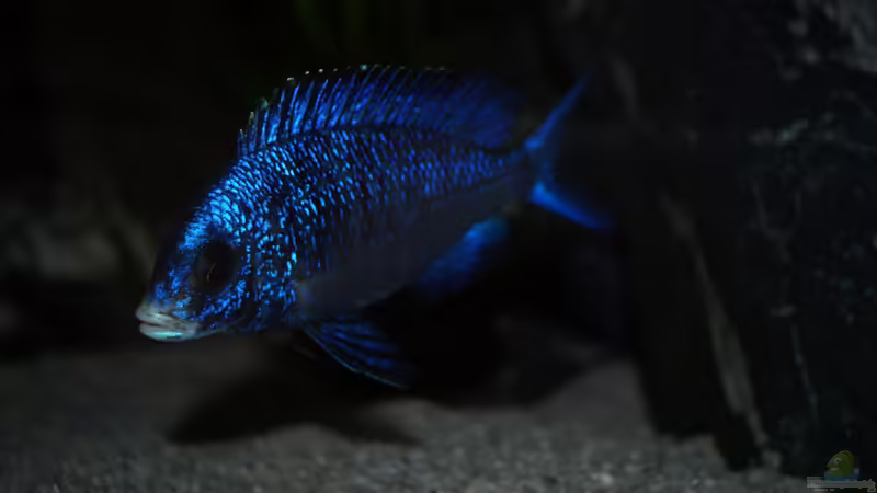 Placidochromis phenochilus mdoka ´white lips´ von Moda (28)