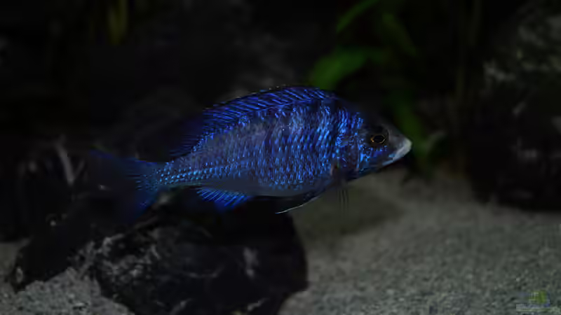 Placidochromis phenochilus mdoka ´white lips´ von Moda (29)